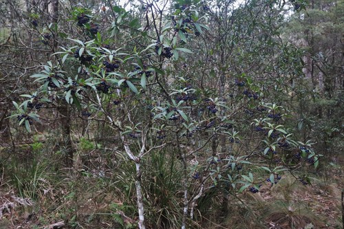 Tasmannia stipitata