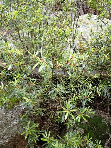 Tasmannia xerophila (Alpine pepper) — photo