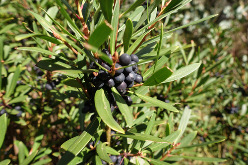 Tasmannia xerophila