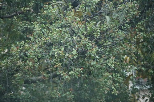 Taxillus chinensis — photo