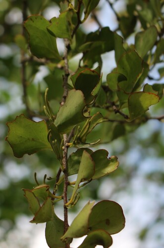 Taxillus cuneatus — photo