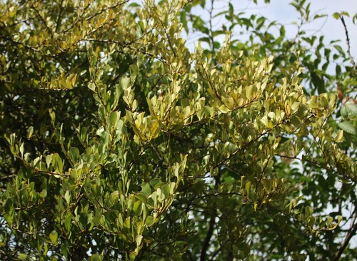 Taxillus cuneatus