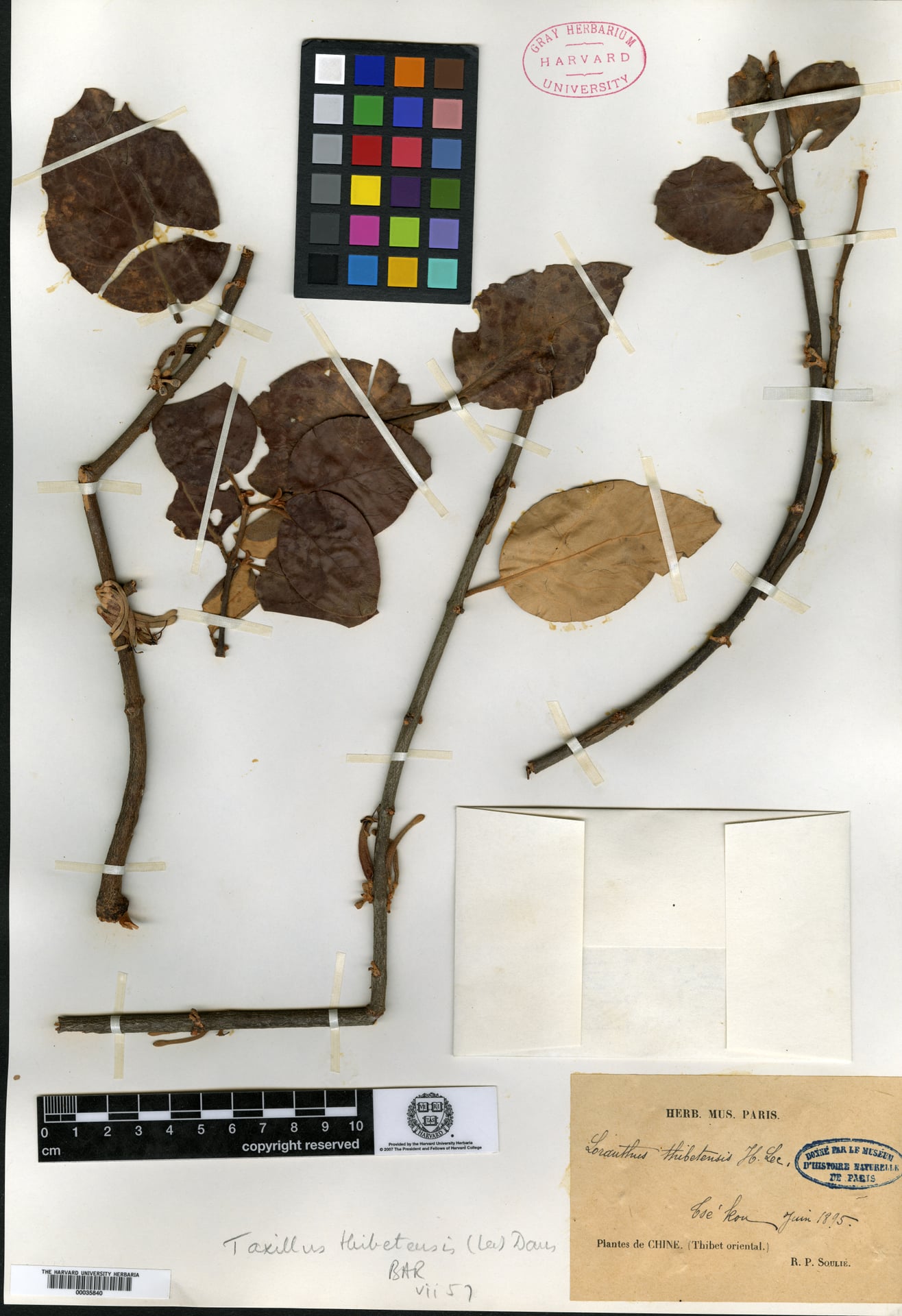 Taxillus thibetensis