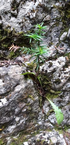 Taxus baccata (Yew) — photo
