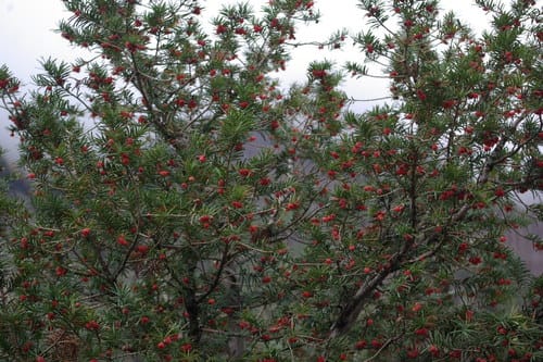 Taxus baccata (Yew) — photo