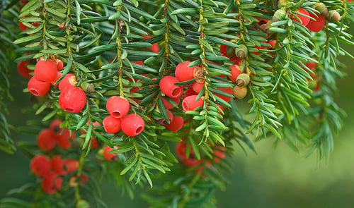 Taxus baccata