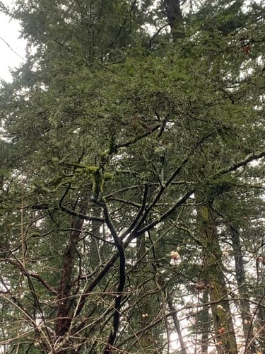 Taxus brevifolia (Pacific yew) — photo