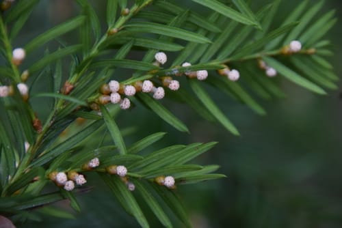 Taxus canadensis (Canadian yew) — photo