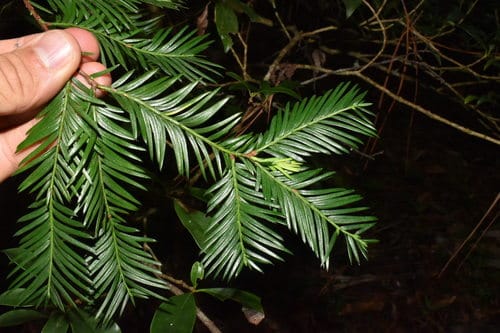 Taxus globosa (Mexican yew) — photo