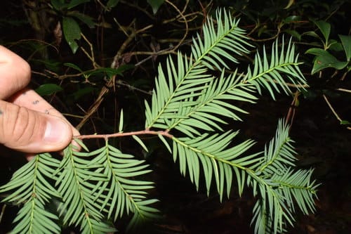 Taxus globosa (Mexican yew) — photo