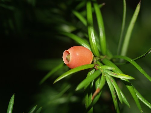 Taxus globosa (Mexican yew) — photo