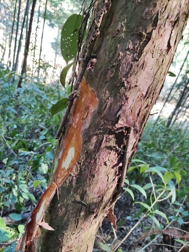 Taxus wallichiana (Barmi) — photo