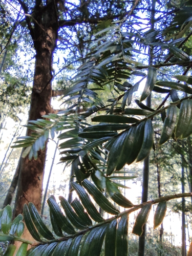 Taxus wallichiana (Barmi) — photo