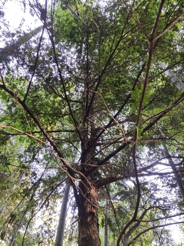 Taxus wallichiana