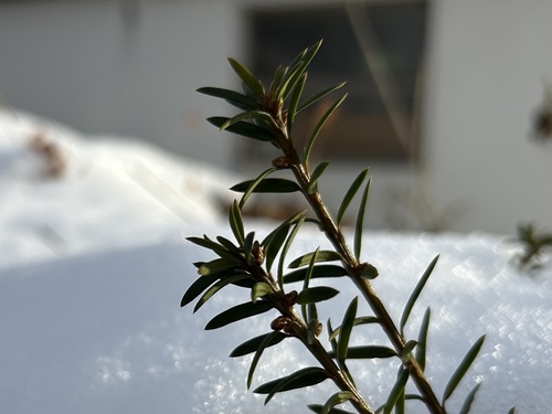 Taxus x media (Anglojap yew) — photo