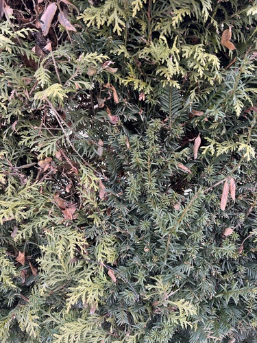 Taxus x media (Anglojap yew) — photo