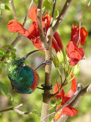 Tecoma capensis (Cape-honeysuckle) — photo