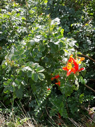 Tecoma capensis (Cape-honeysuckle) — photo