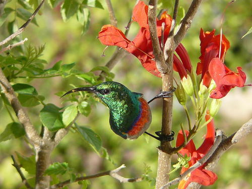 Tecoma capensis