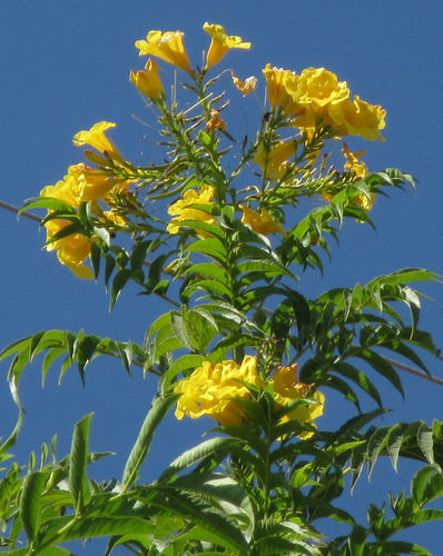 Tecoma stans (Yellow trumpet flower) — photo