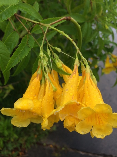 Tecoma stans (Yellow trumpet flower) — photo