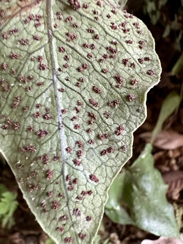 Tectaria brooksii — photo