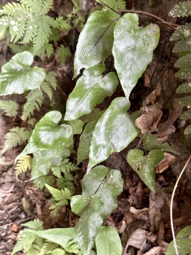 Tectaria brooksii