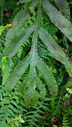 Tectaria decurrens