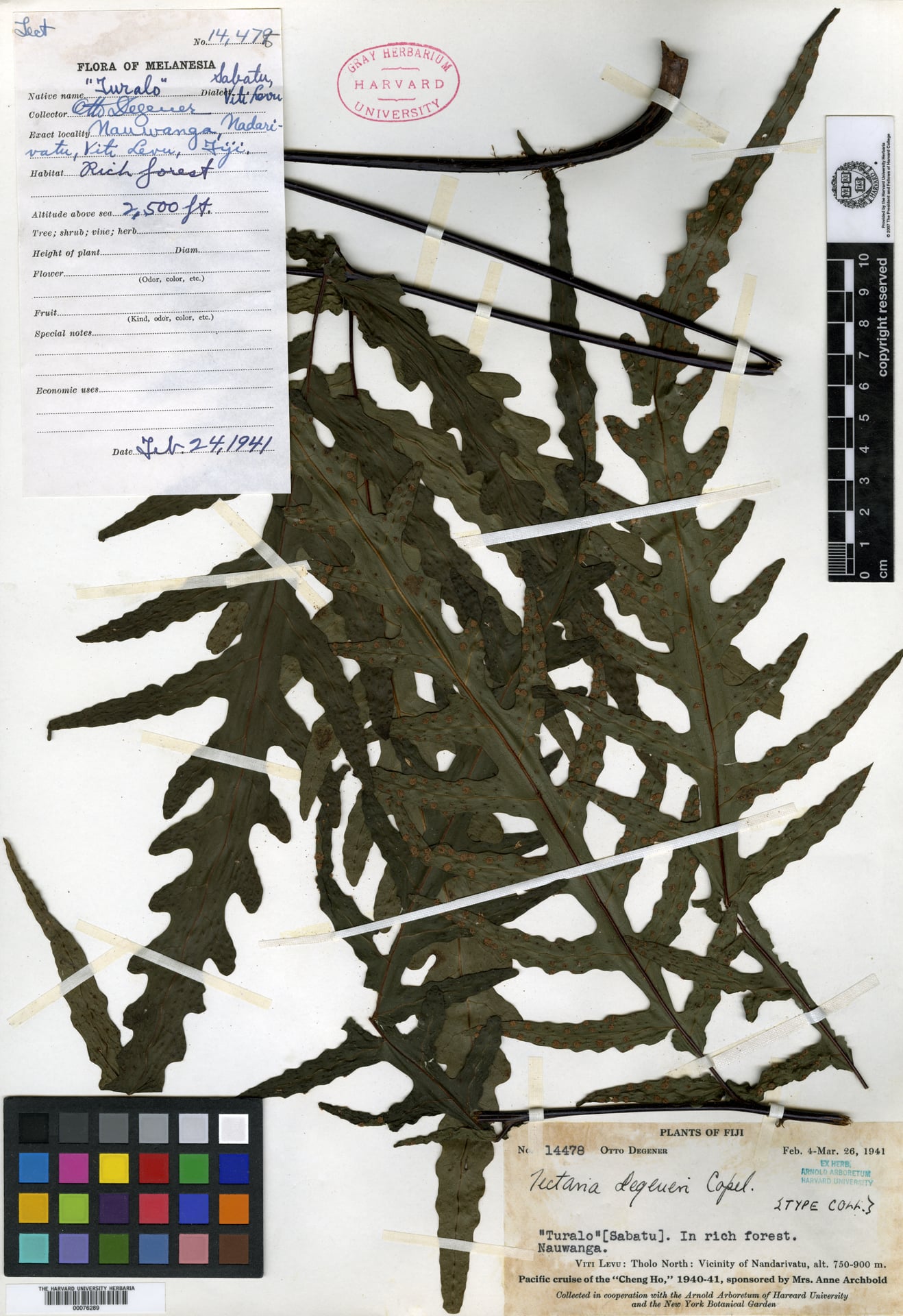 Tectaria degeneri