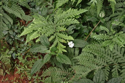 Tectaria gemmifera (Snail fern) — photo
