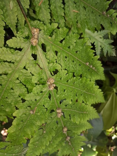 Tectaria gemmifera (Snail fern) — photo
