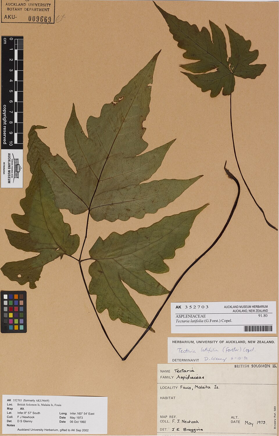 Tectaria latifolia — photo