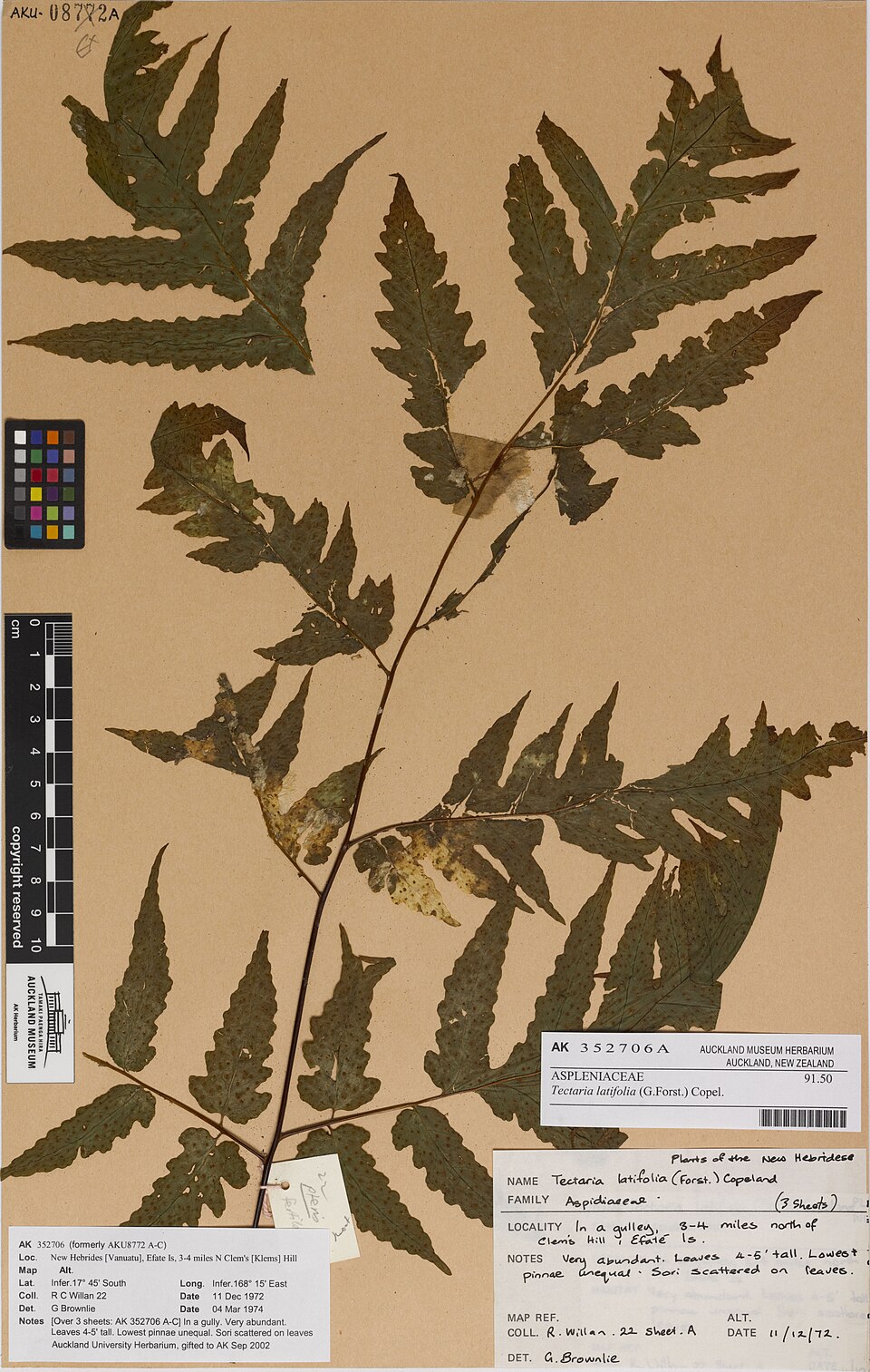 Tectaria latifolia