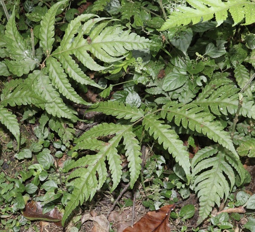 Tectaria membranacea — photo