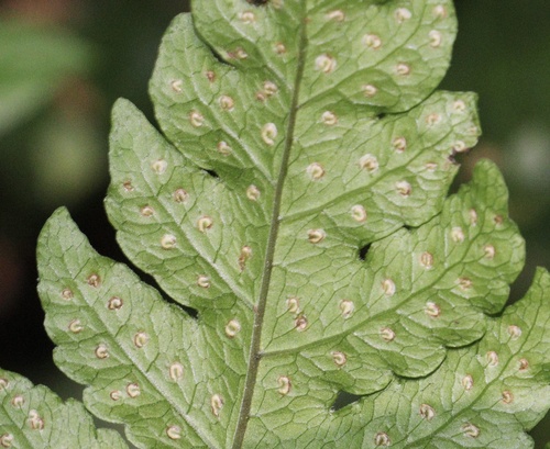 Tectaria membranacea — photo