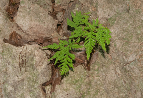 Tectaria membranacea