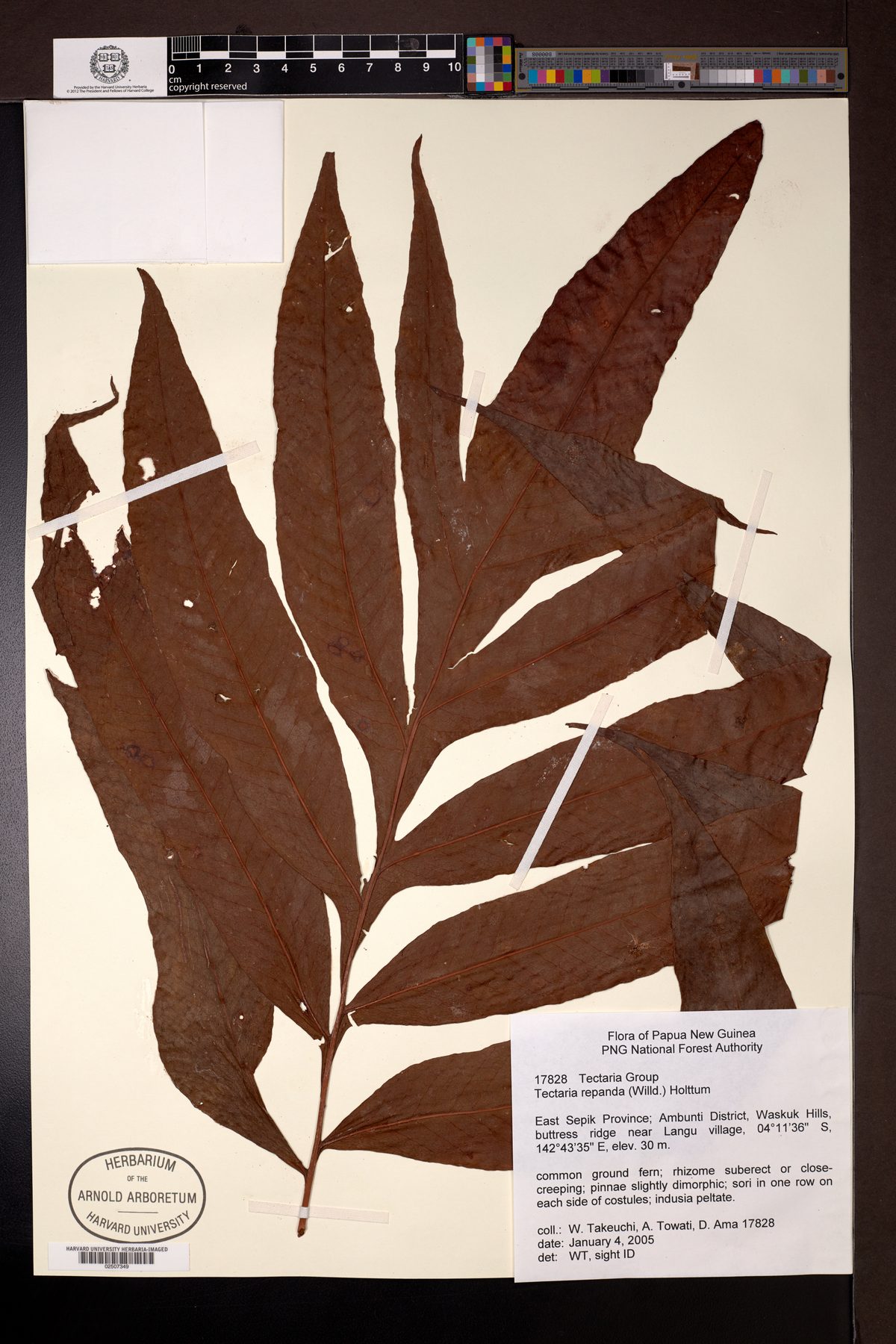 Tectaria repanda (Paku kikir) — photo