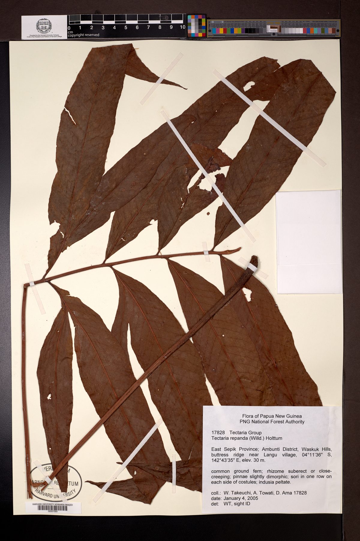 Tectaria repanda