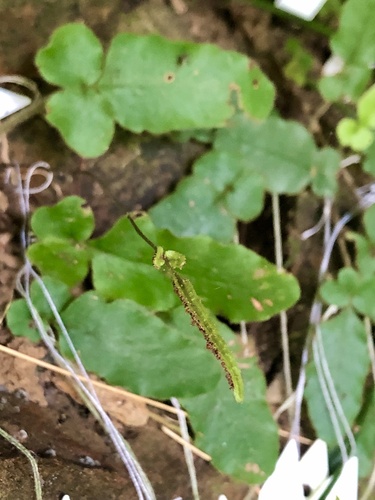 Tectaria zeilanica (Flowering fern) — photo