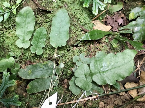 Tectaria zeilanica (Flowering fern) — photo