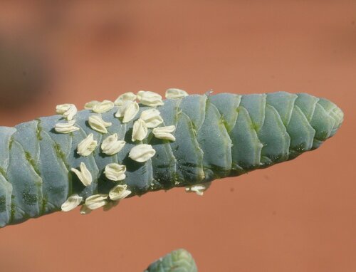 Tecticornia arborea (Bulli Bulli) — photo