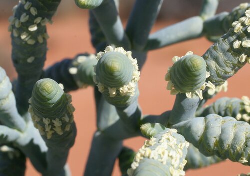Tecticornia arborea (Bulli Bulli) — photo