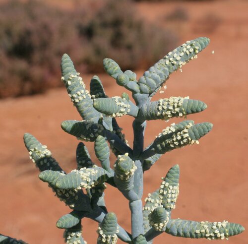 Tecticornia arborea