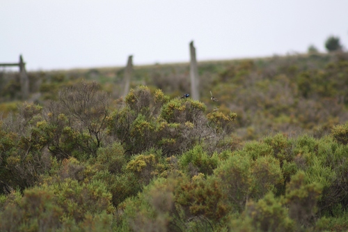 Tecticornia arbuscula (Shrubby glasswort) — photo
