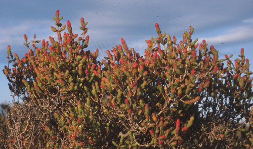 Tecticornia arbuscula (Shrubby glasswort) — photo