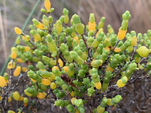 Tecticornia arbuscula