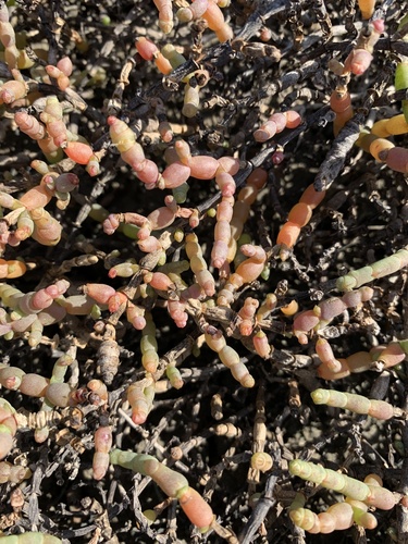 Tecticornia indica — photo