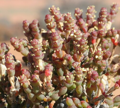Tecticornia indica