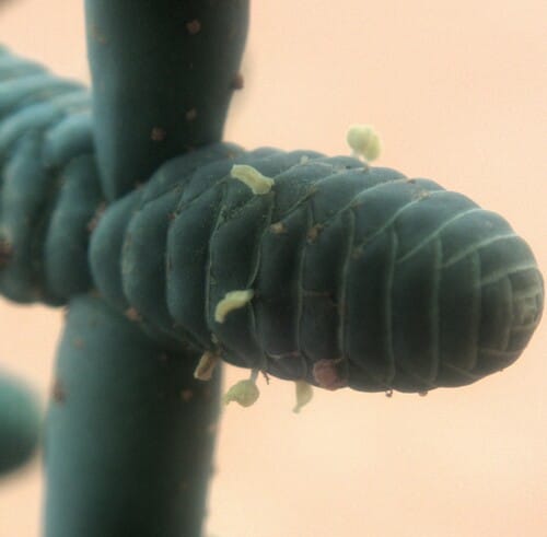 Tecticornia verrucosa (Samphire) — photo