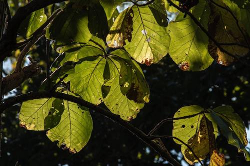 Tectona grandis (Teak) — photo